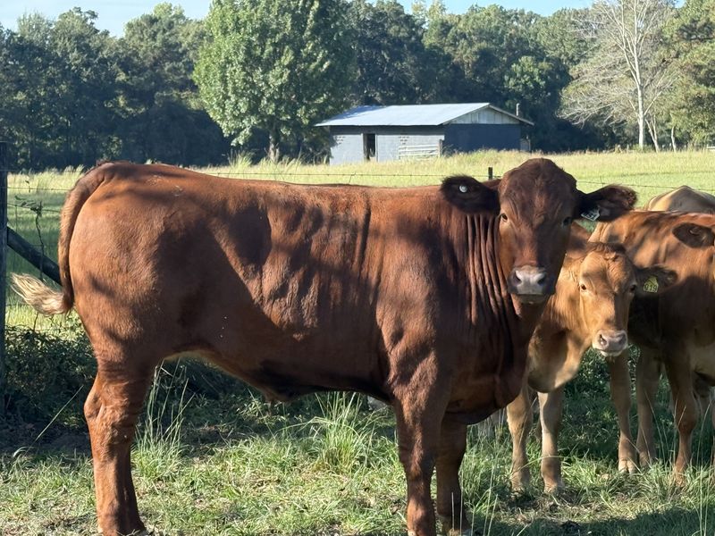 Close-up of a red Akaushi Wagyu steer looking at the camera