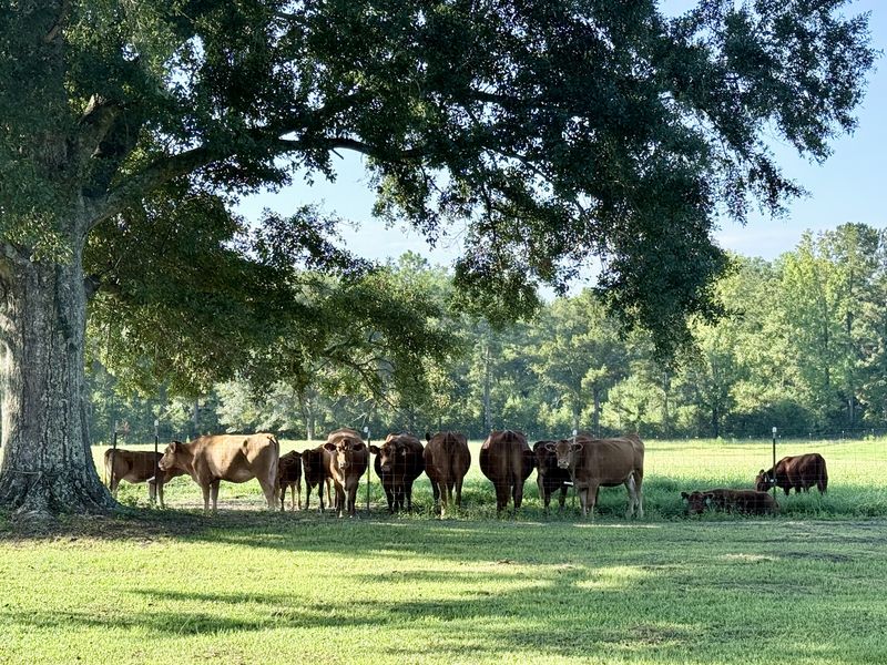 The 4F herd of red Akaushi Wagyu cattle resting under a big oak near Poplarville, Mississippi